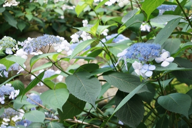 甘茶の花